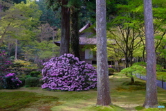 三千院の石楠花