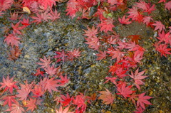 流れる紅葉