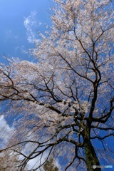 長興山 紹太寺のしだれ桜(の隣の桜)