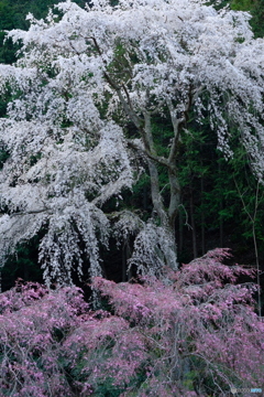 二色の桜