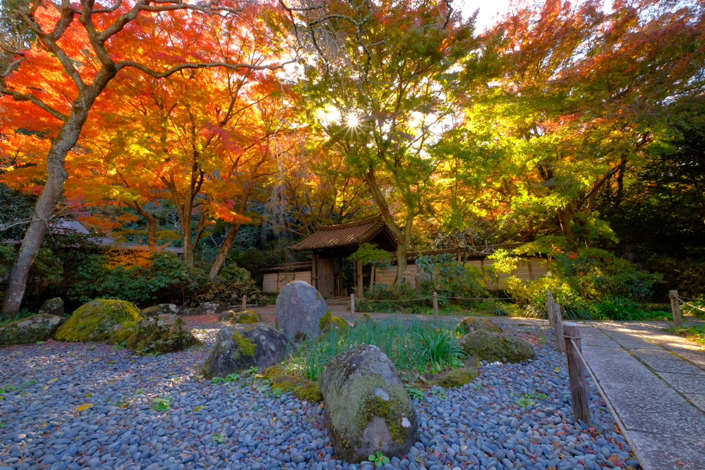 日本最後の紅葉地
