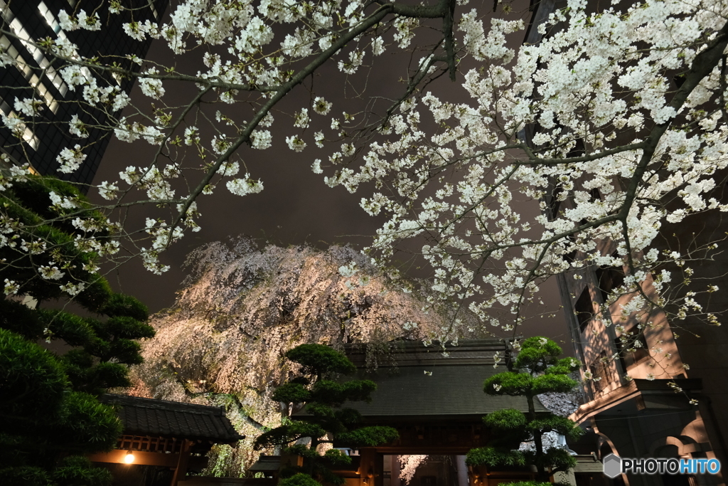 常圓寺夜桜
