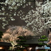 常圓寺夜桜