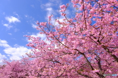 満開の河津桜