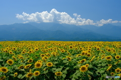 明野ひまわり畑