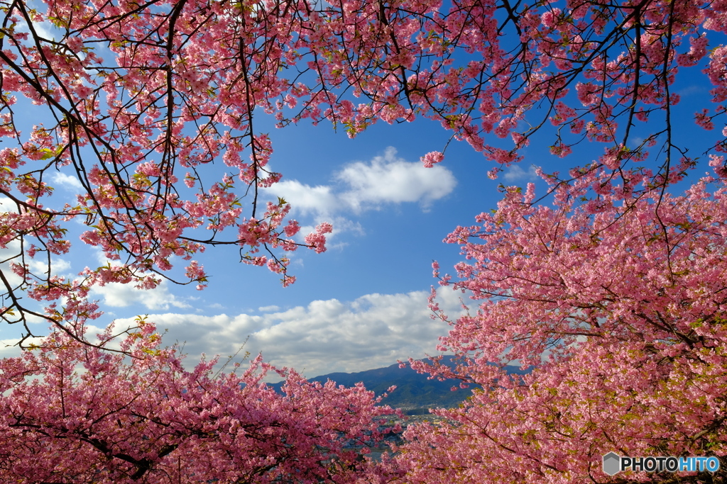 よく晴れた日の河津桜