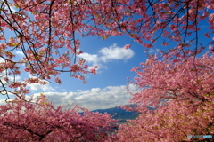 よく晴れた日の河津桜