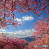 よく晴れた日の河津桜