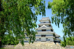 柳と松本城