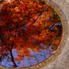 紅葉の向こう側