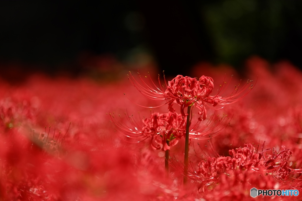 燃え盛る華