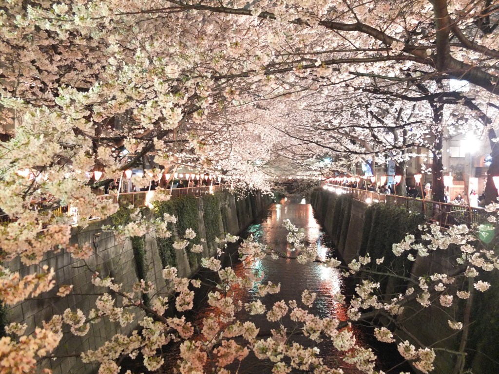 SAKURA tunnel 