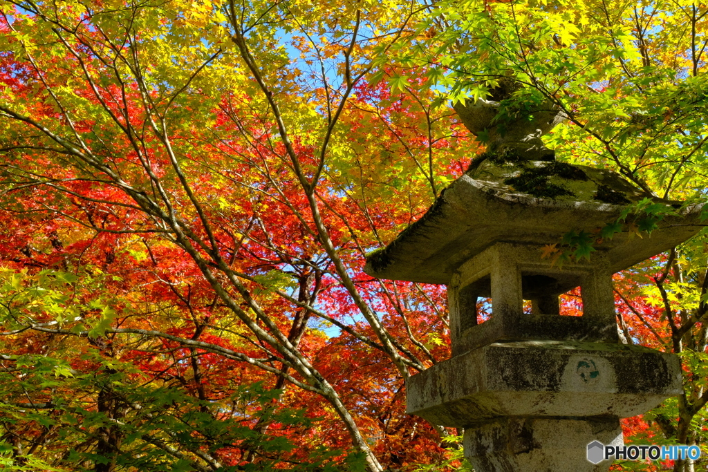 古峯神社・紅葉