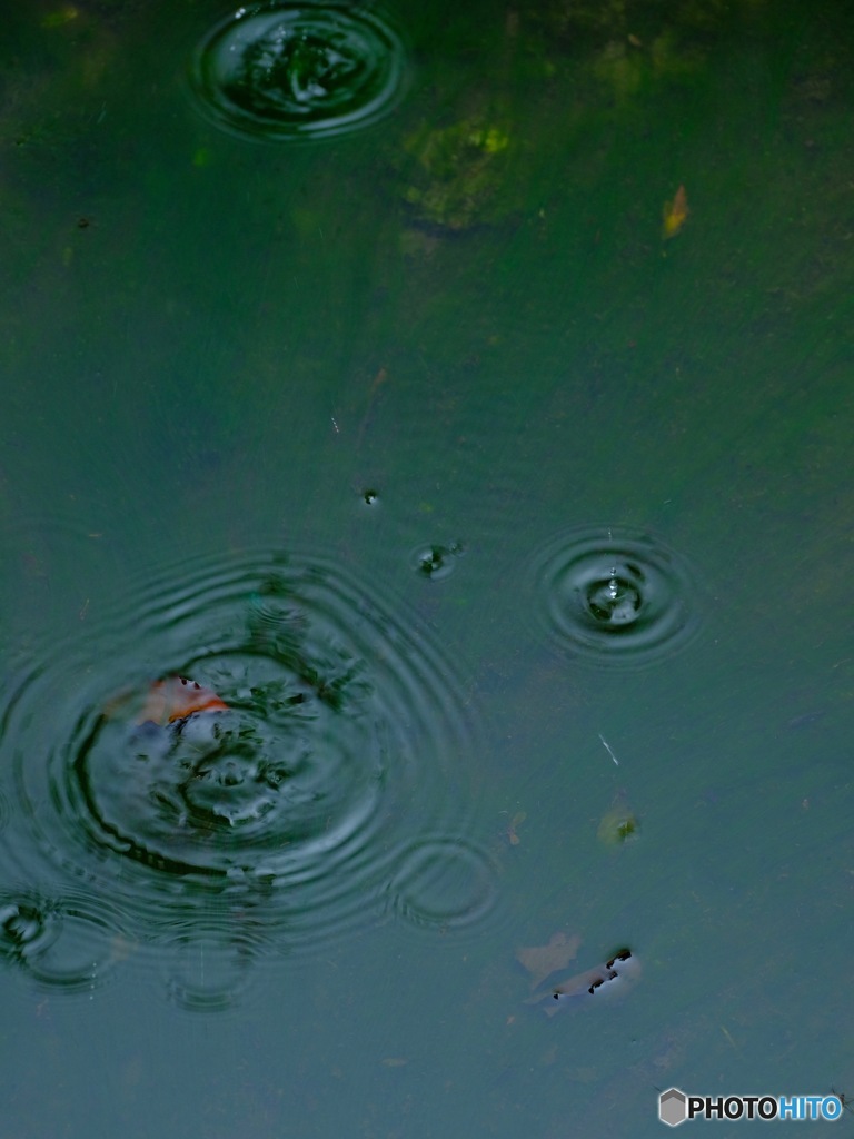 雨滴る