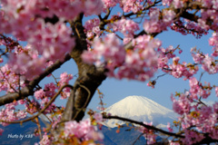 河津桜 × 富士山