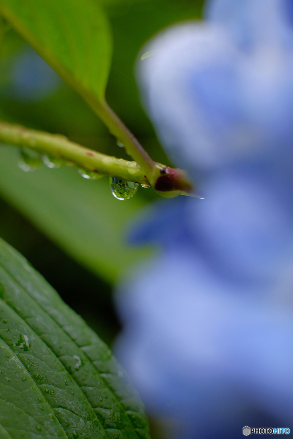 水滴と紫陽花