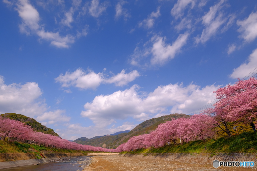 河津町 春景色