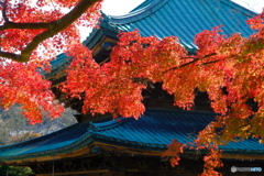 建長寺の紅葉