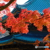 建長寺の紅葉