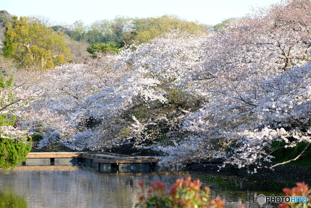 源平池の桜