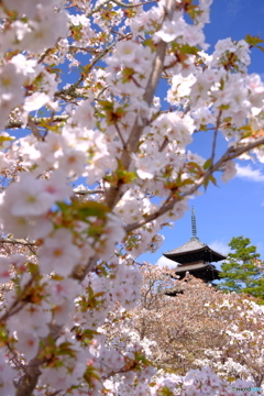 仁和寺 御室桜