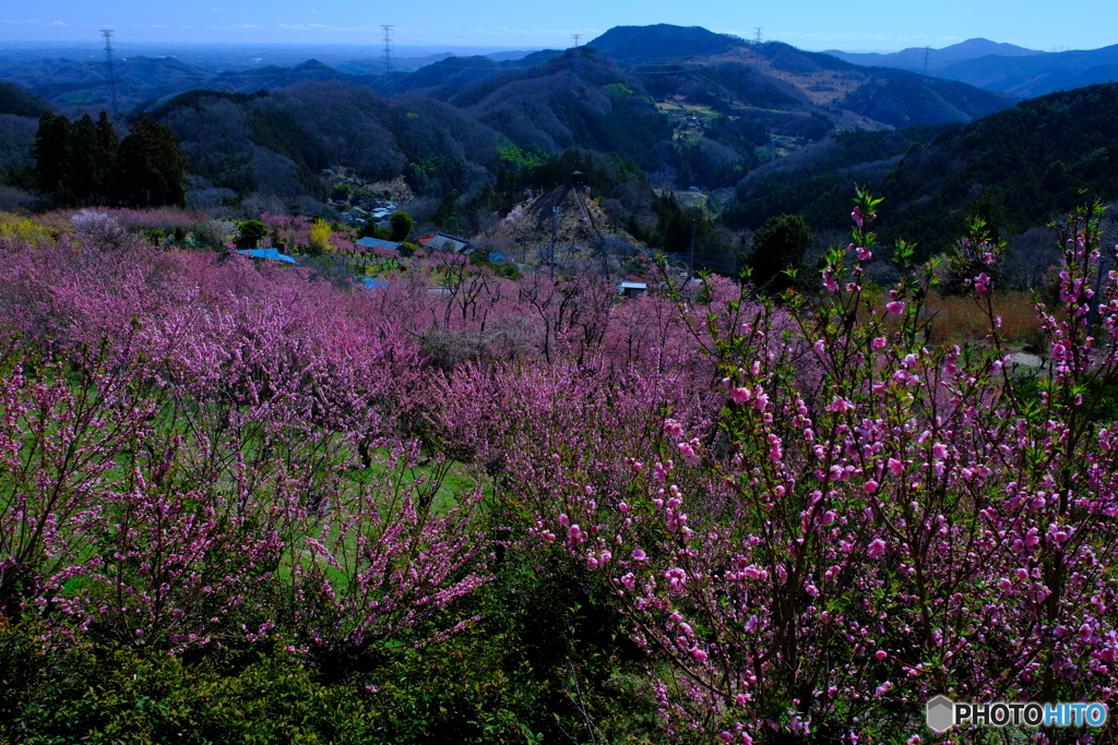 花桃の郷