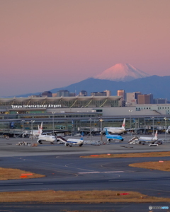 羽田からの染まる富士