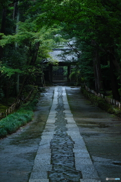 雨の参道