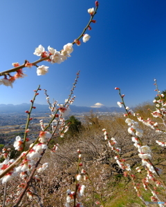 青い空に遠くの富嶽