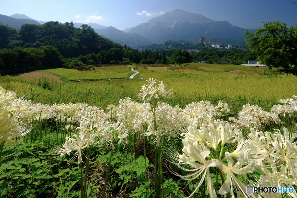 初秋の寺坂棚田