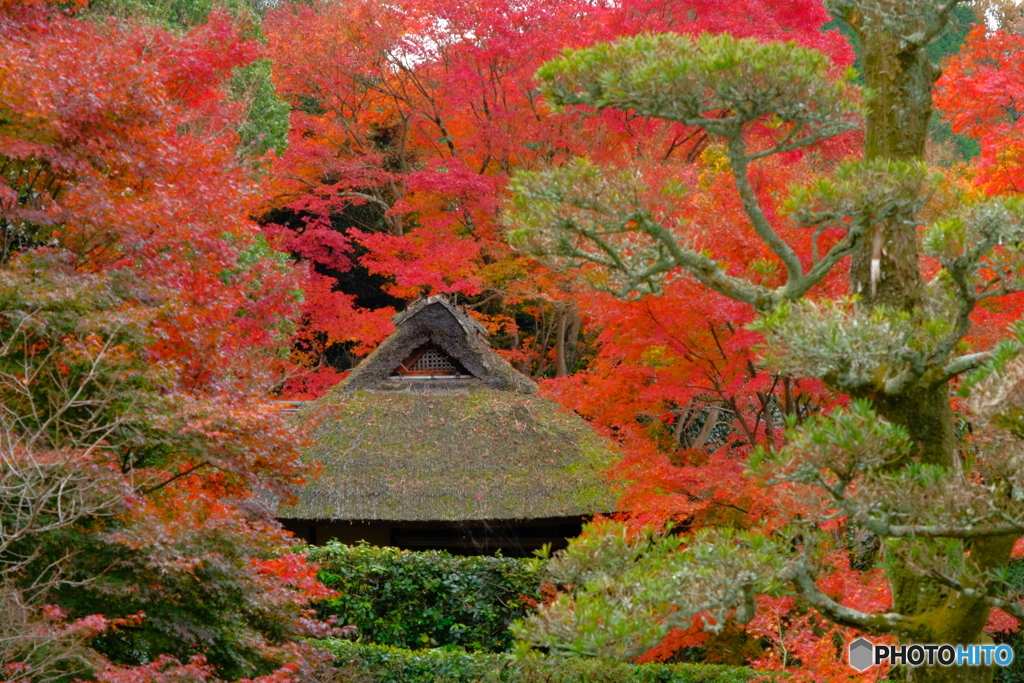 芭蕉庵の紅葉