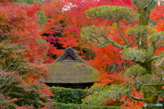 芭蕉庵の紅葉
