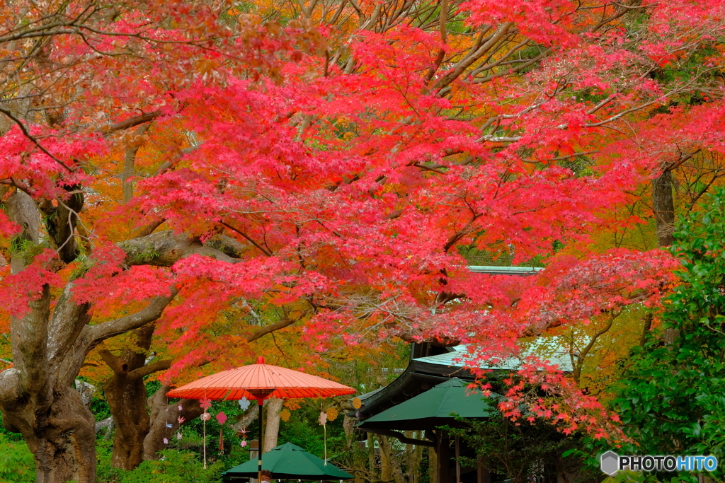 鎌倉宮「紅天井」