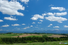 美瑛の夏