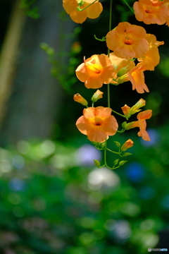 背景は紫陽花で