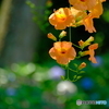 背景は紫陽花で