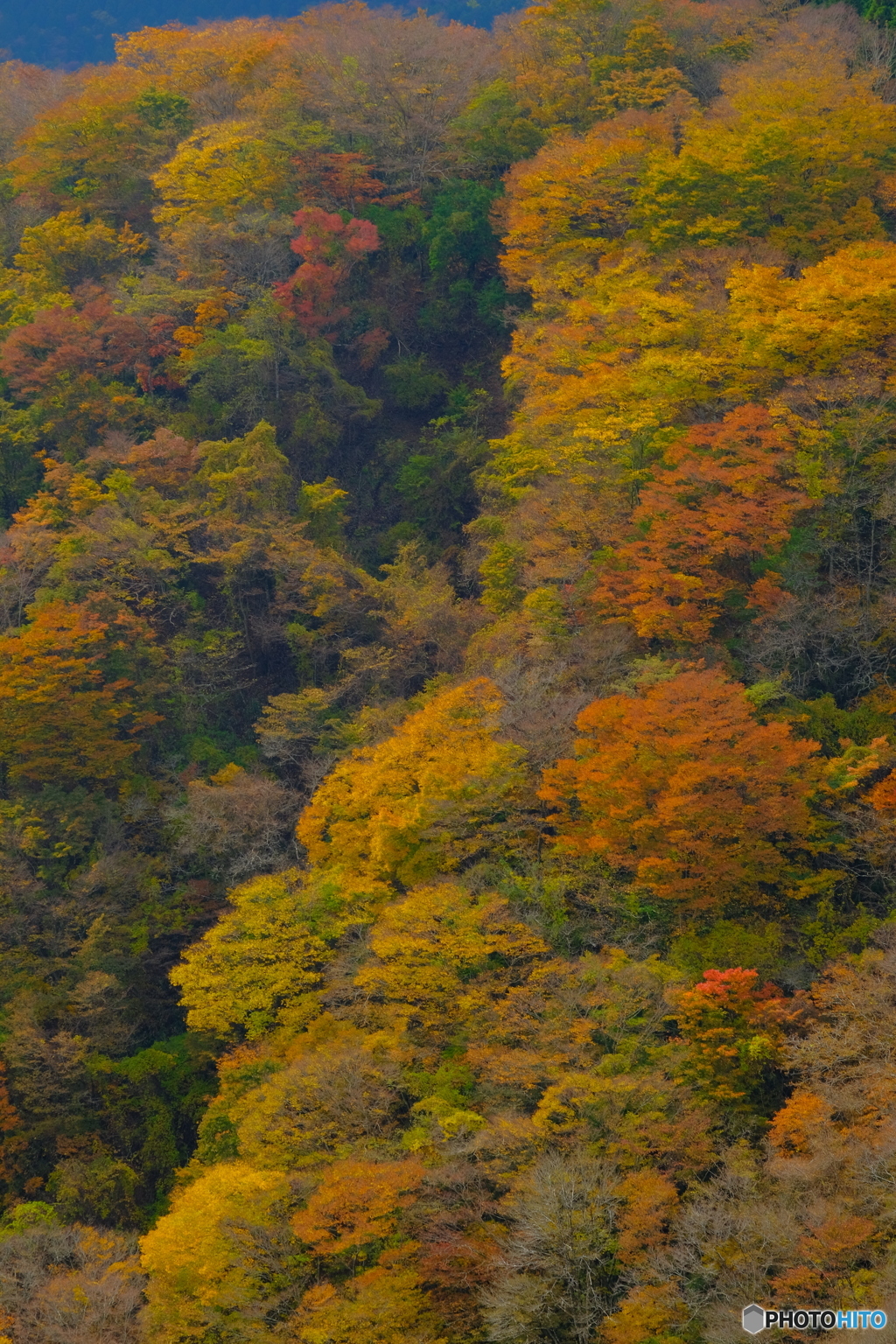 紅葉前線は平野部へ