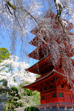 枝垂れ桜と五重塔