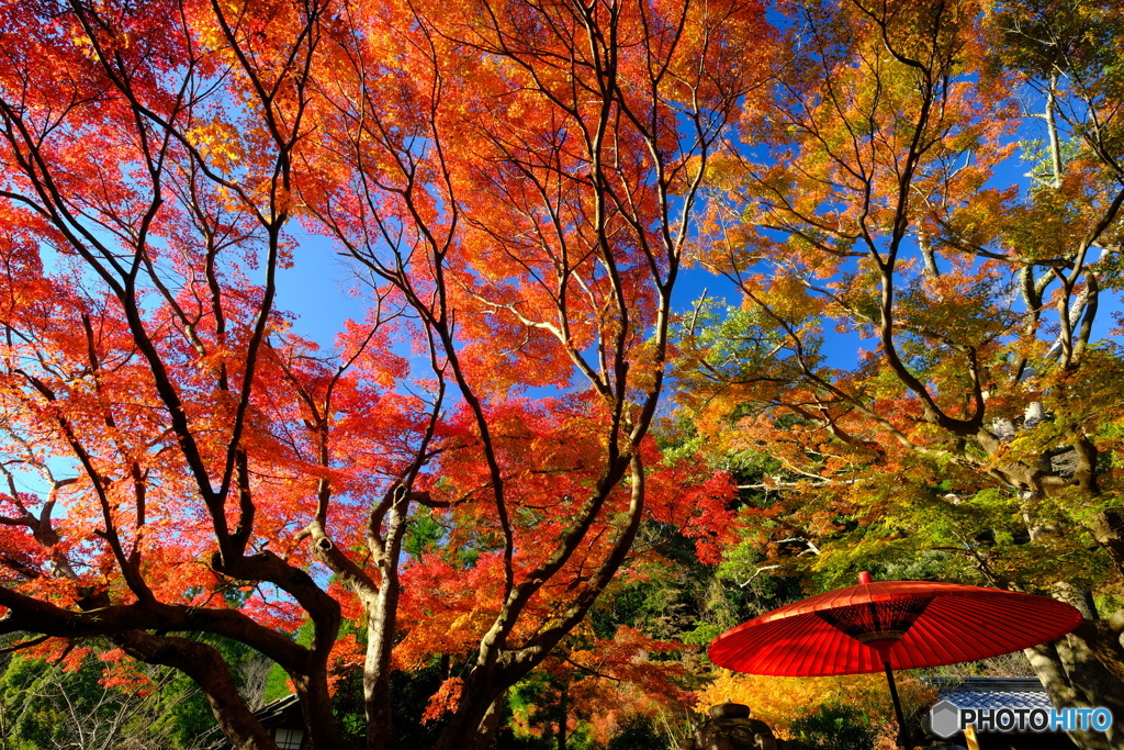 鎌倉宮「 紅天井 」