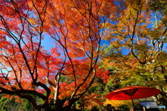 鎌倉宮「 紅天井 」