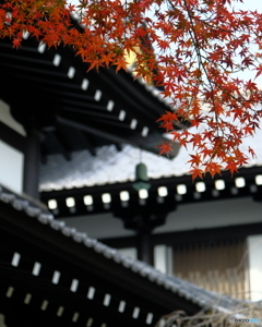 紅葉と伽藍