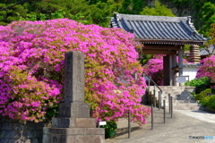 鎌倉 安養院