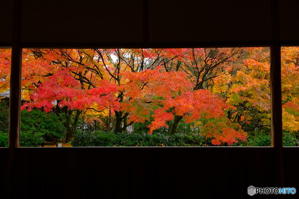 額縁紅葉