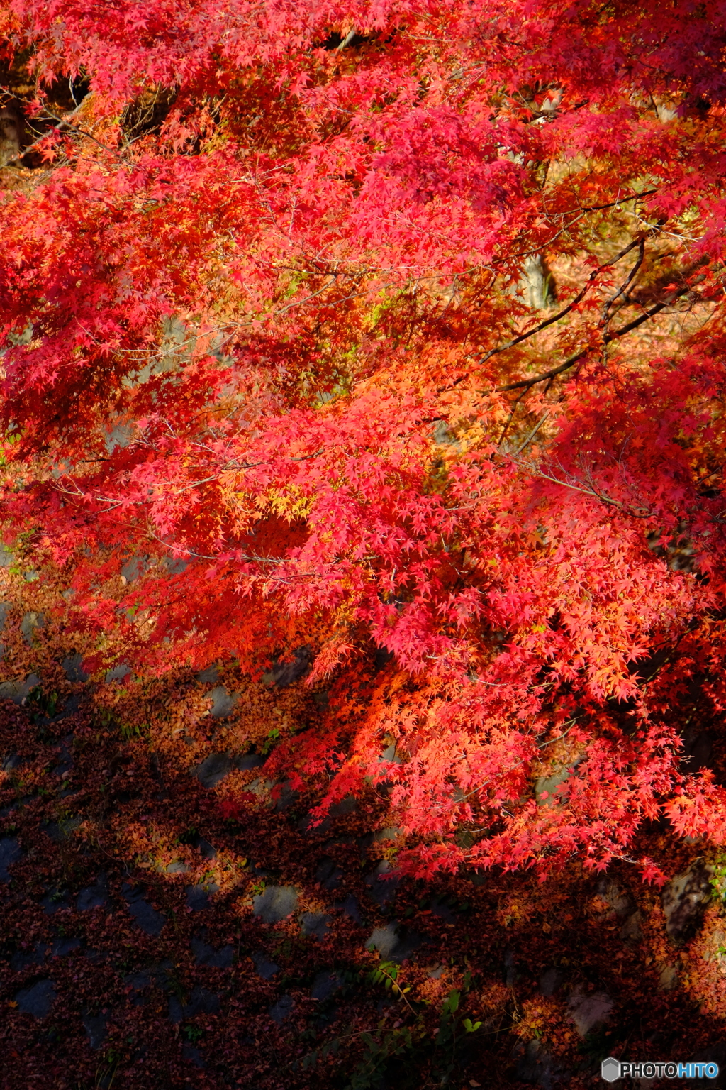 紅緋