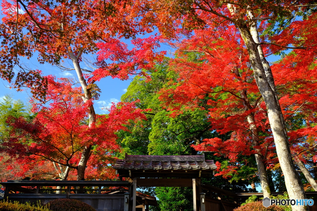 能仁寺・紅葉 ①