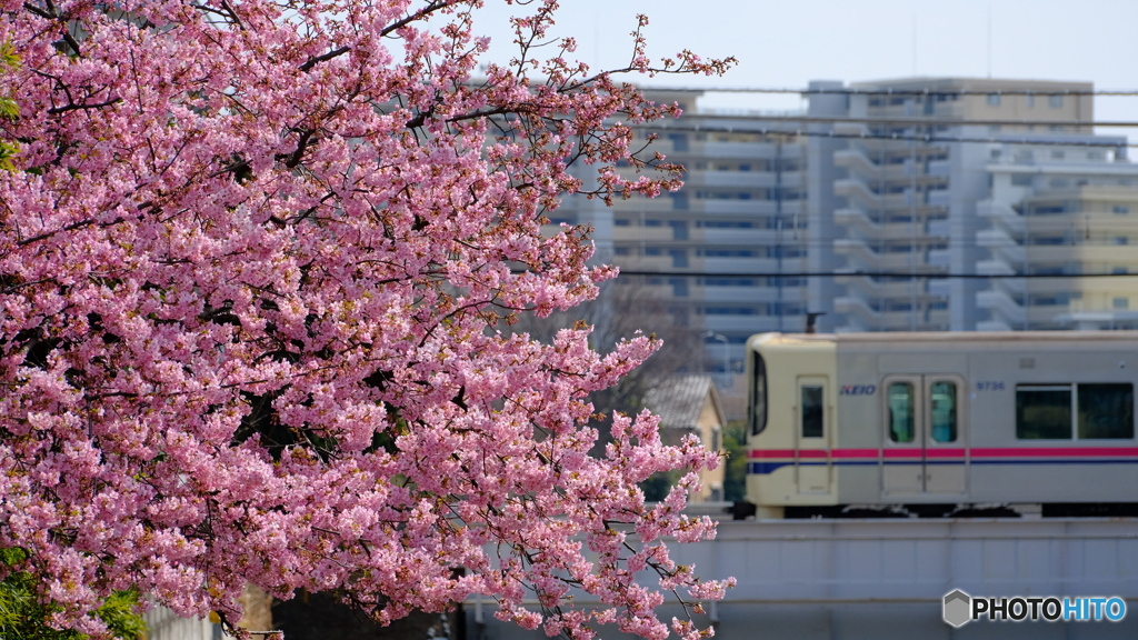 沿線桜