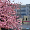 沿線桜