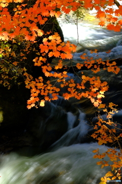 滝下の紅葉