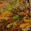 山紅葉