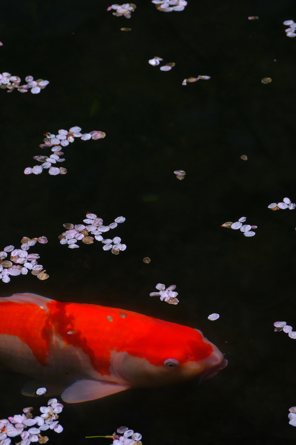 鯉桜